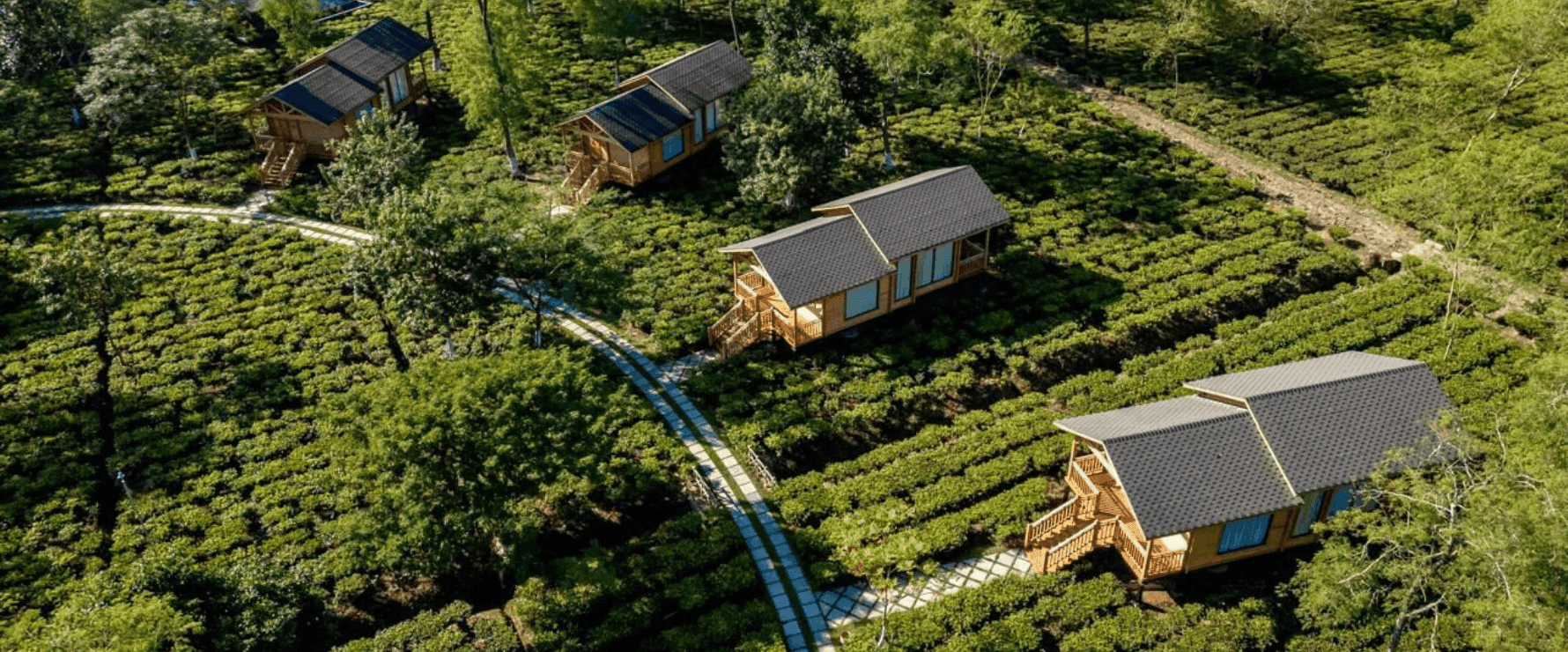 Postcard-Durrang Tea Estate